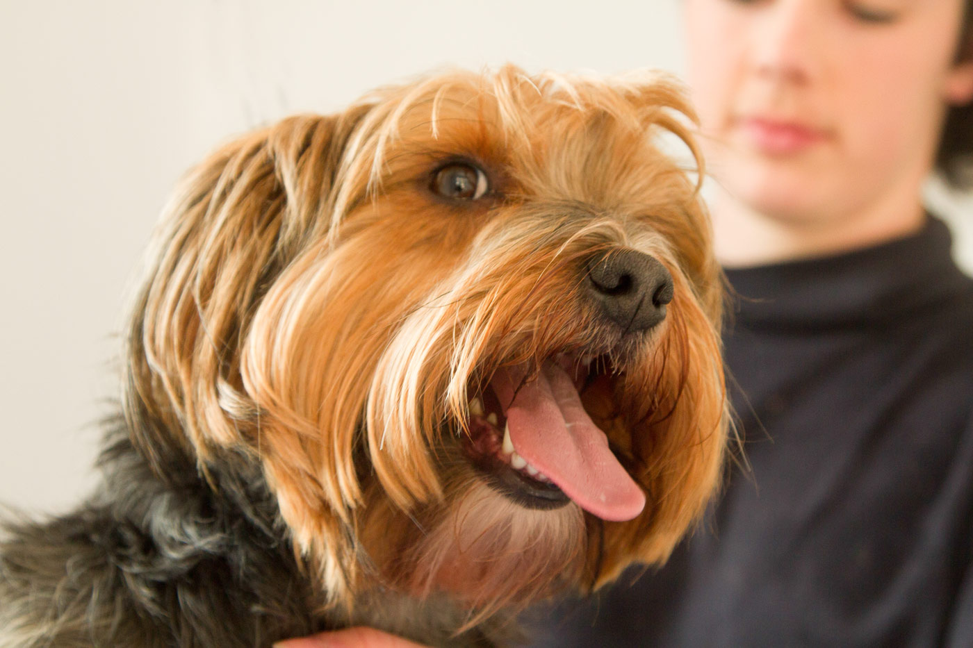 Grooming Cork Boarding Kennels